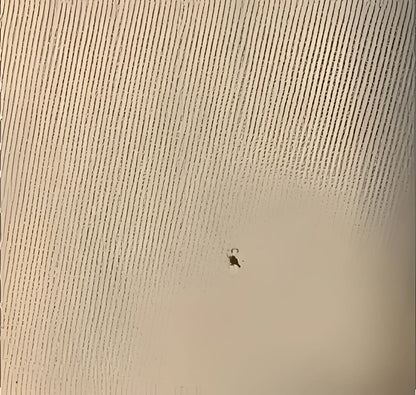 Small, dark insect.