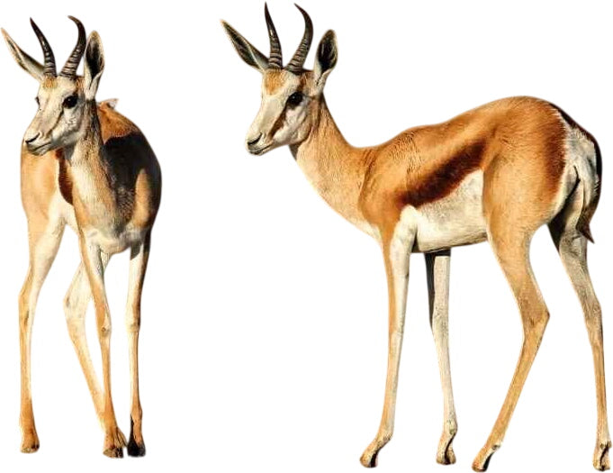 African Antelope Hand Made Pillow Covers